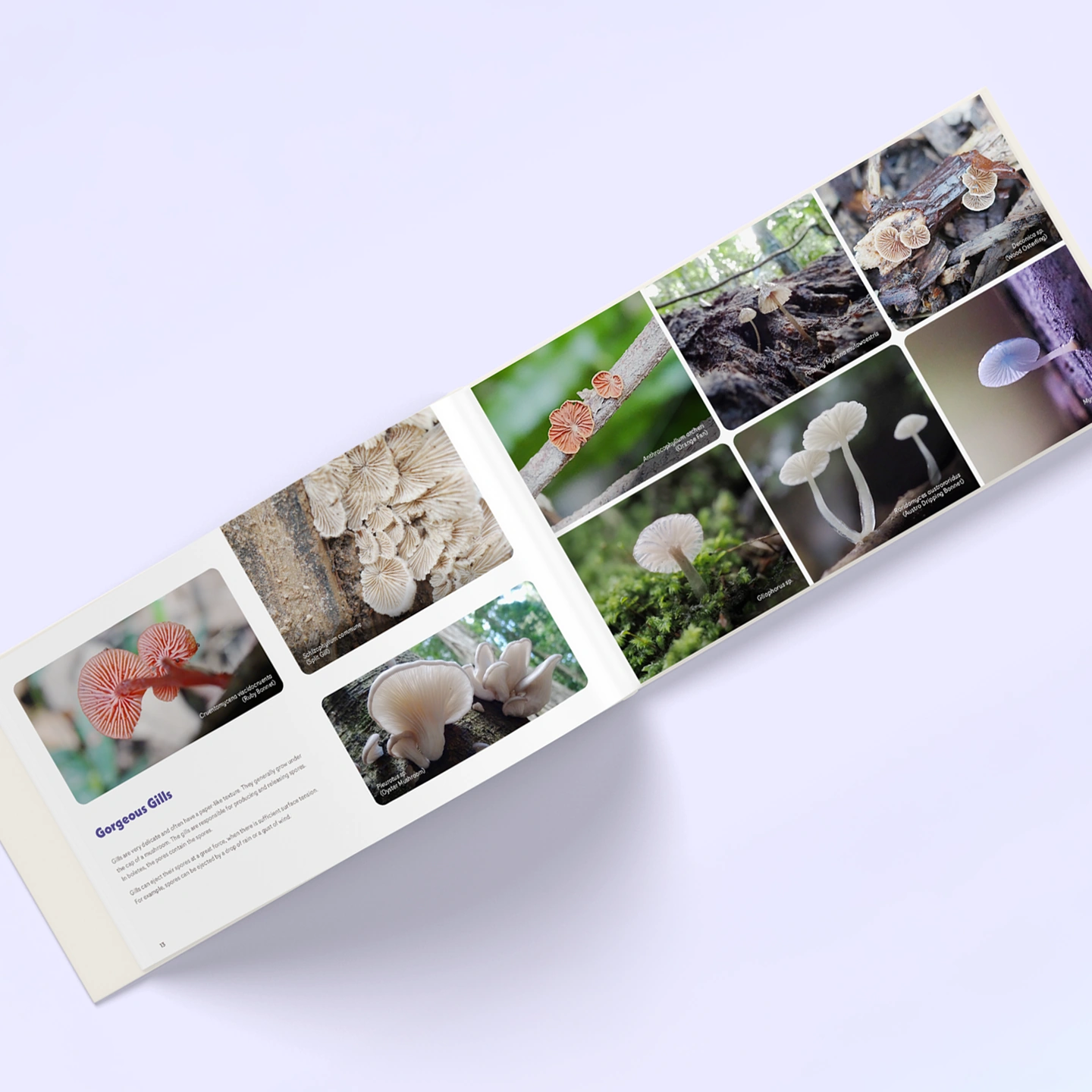 Editorial — A Glorious World of Fungi mockup